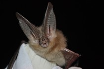 A Townsend’s big-eared bat