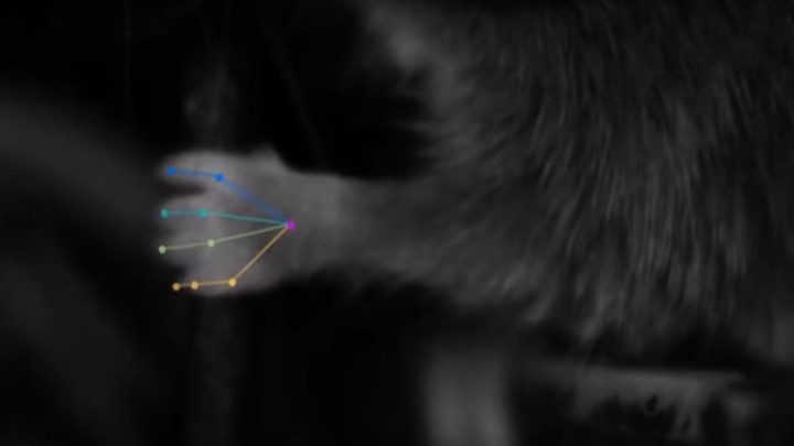 A mouse reaches for a lever.