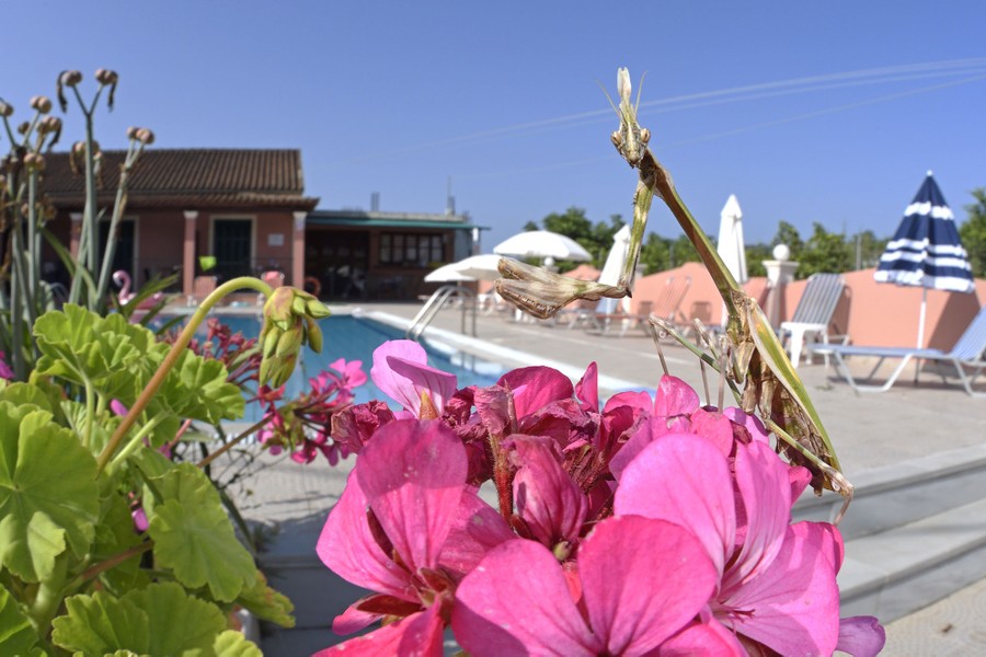 A praying mantis sits on a flower beside a swimming pool.
