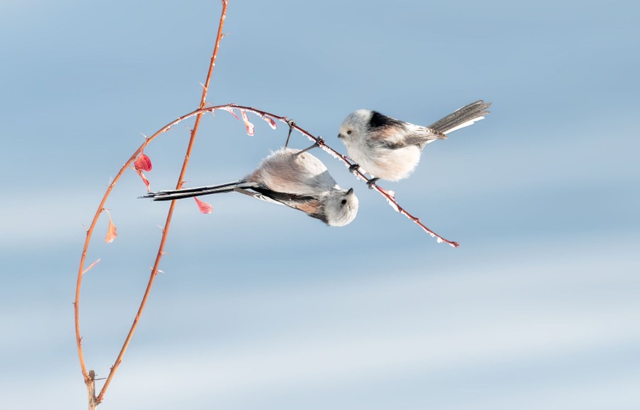 Two small birds perch on a slender branch—one hangs upside down.