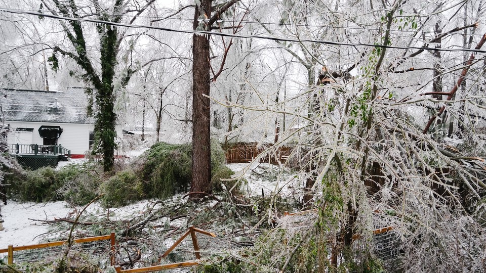 Trees fallen after the storm