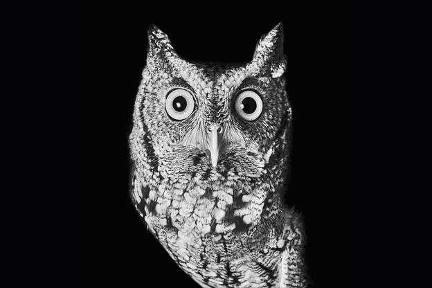 black and white photograph of an eight-inch-tall eastern screech owl