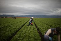 Farmers work under a sky threatening to storm