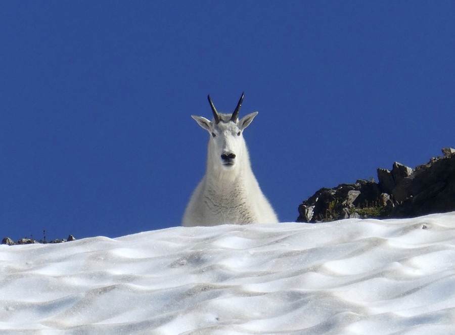 A mountain goat peers down from a high, snowy mountain ridge.