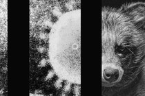 a three-part image with a coronavirus particle and a raccoon dog on the right