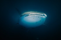 Close up of Whale Shark swimming up from the deep blue ocean.