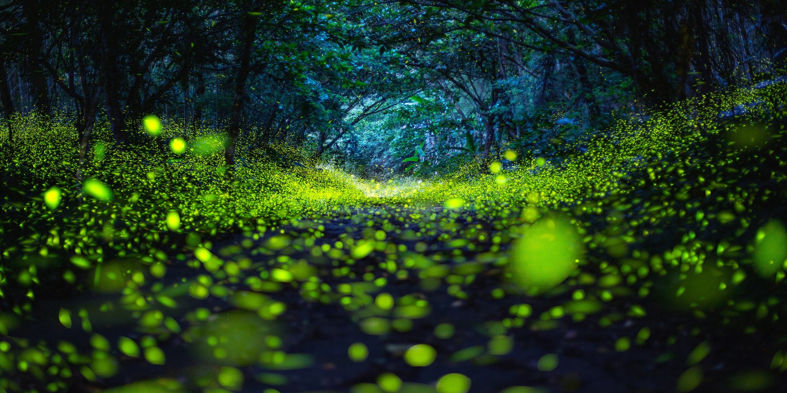 A long-exposure image of a forest path, carpeted with thousands of tiny green dots made by fireflies