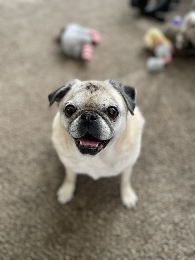 a pug staring into the camera