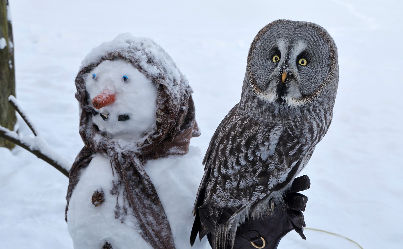 An owl perches on the gloved arm of a snowman.