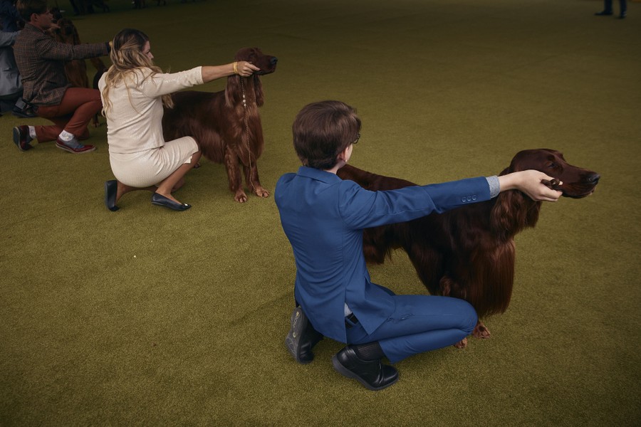 Several handlers kneel down beside their Irish setters.