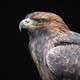 close-up of an eagle