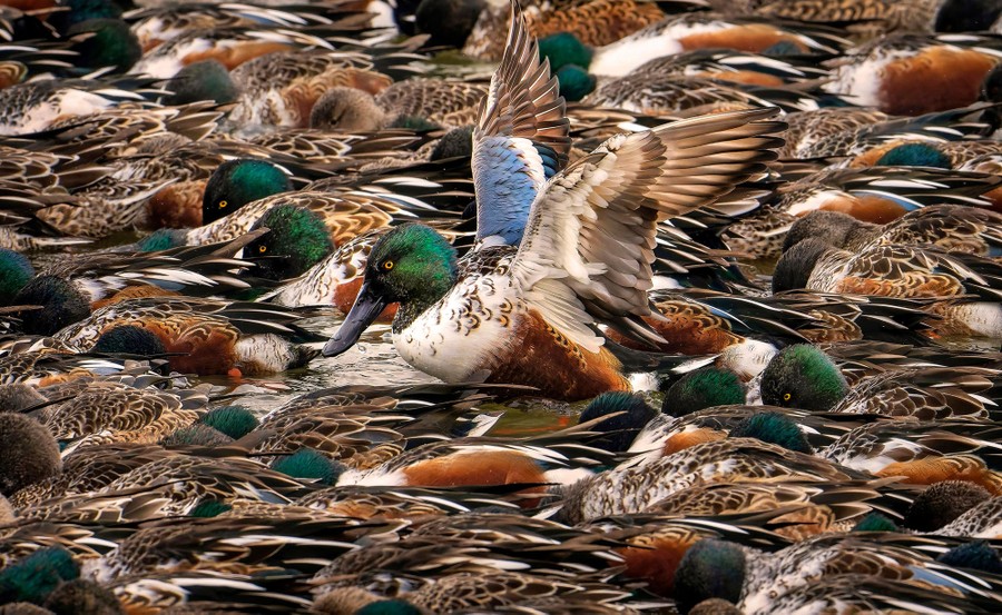 A sea of green-headed ducks huddle together on a cold morning.
