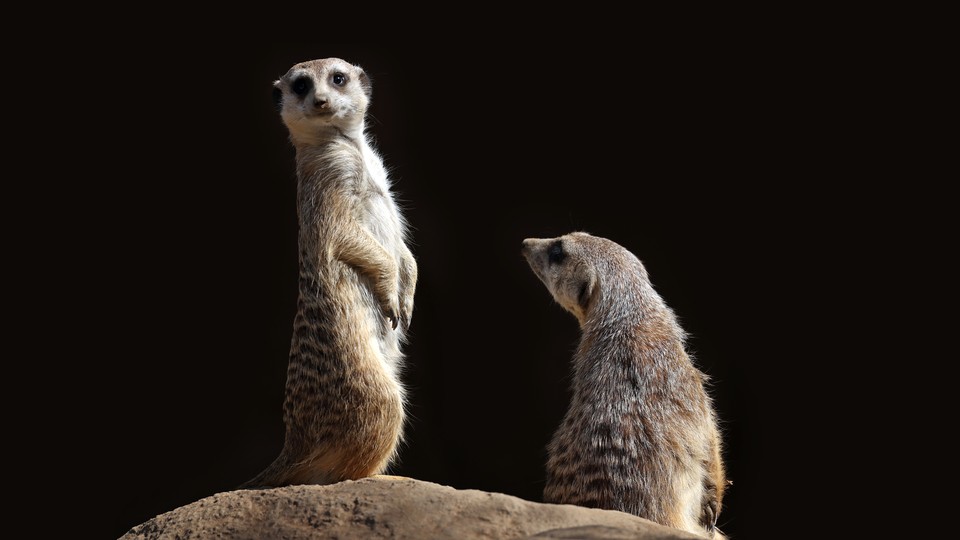 Two meerkats on top of a rock, against a black background; the meerkat on the left is standing upright, while the one on the right gazes toward them
