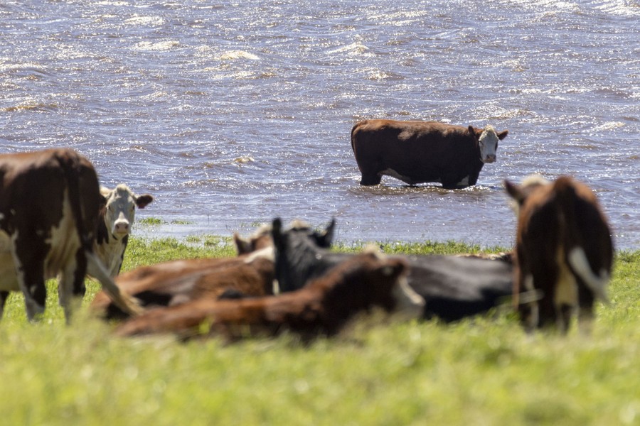 Several cows hang out on a dry patch of meadow as one cow wades in the floodwater.