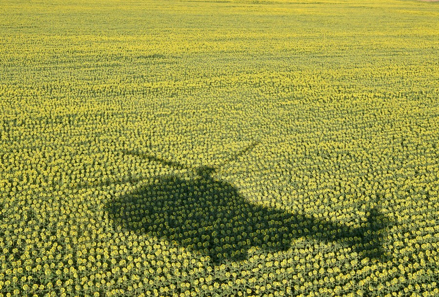 The shadow of a helicopter on a field of sunflowers