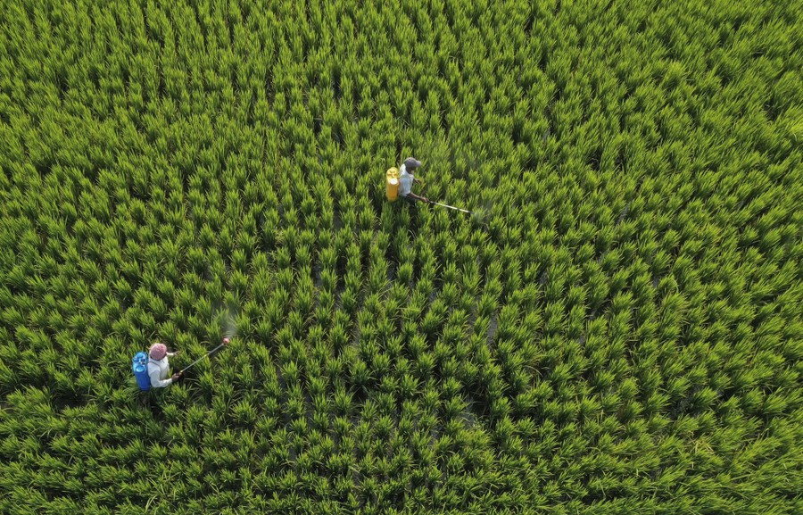 An aerial view of two people spraying pesticide on plants in a green field.