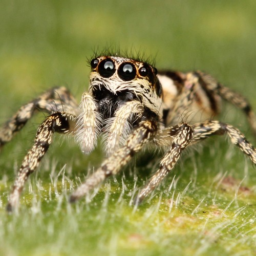 Jumping Spiders Can See The Moon The Atlantic