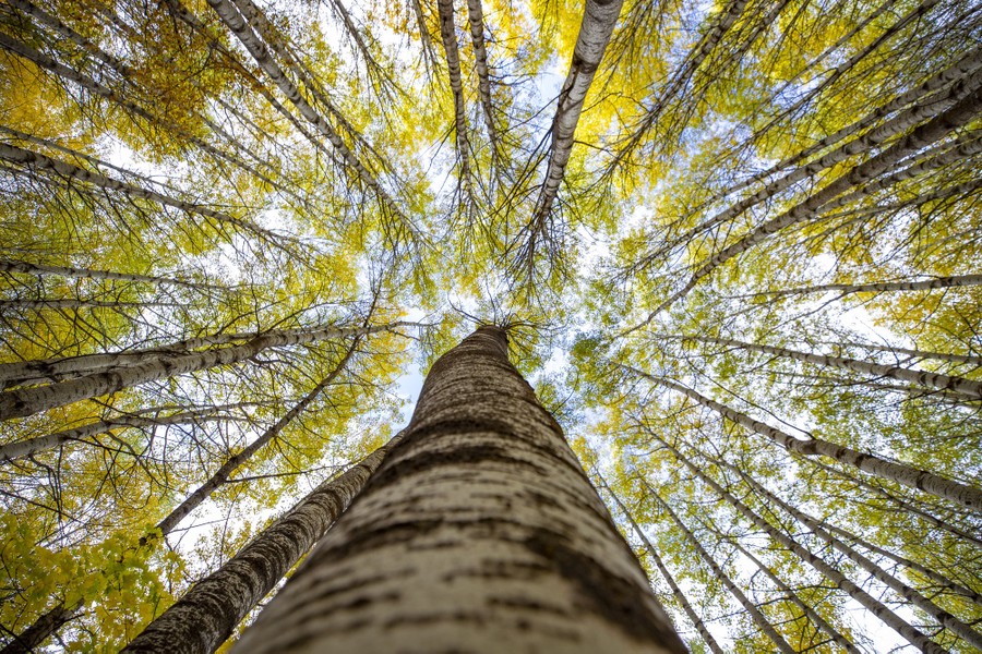 A view of a stand of trees, looking up along the trunk of one tree