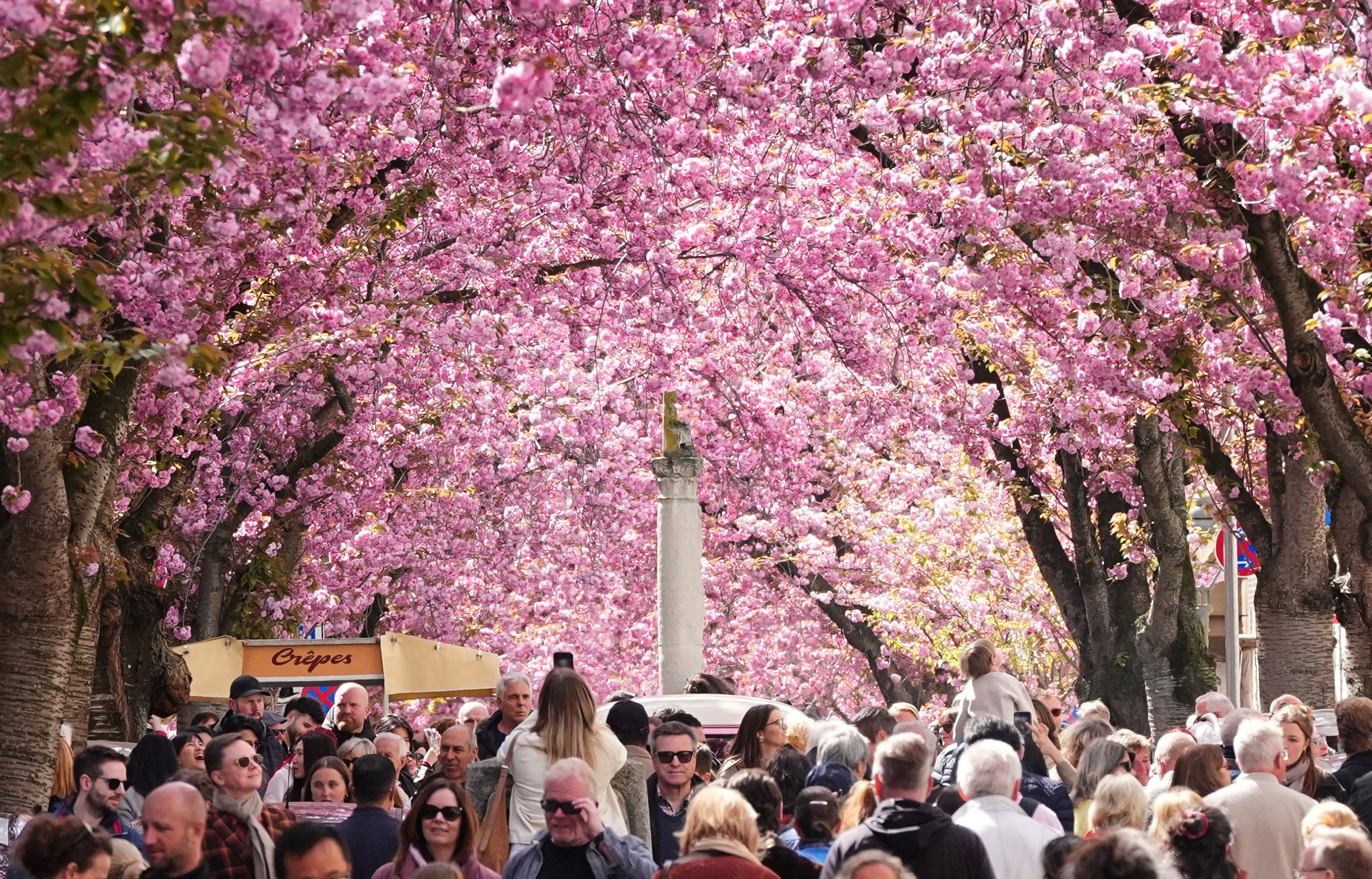 Many people gather in a street beneath blooming trees.