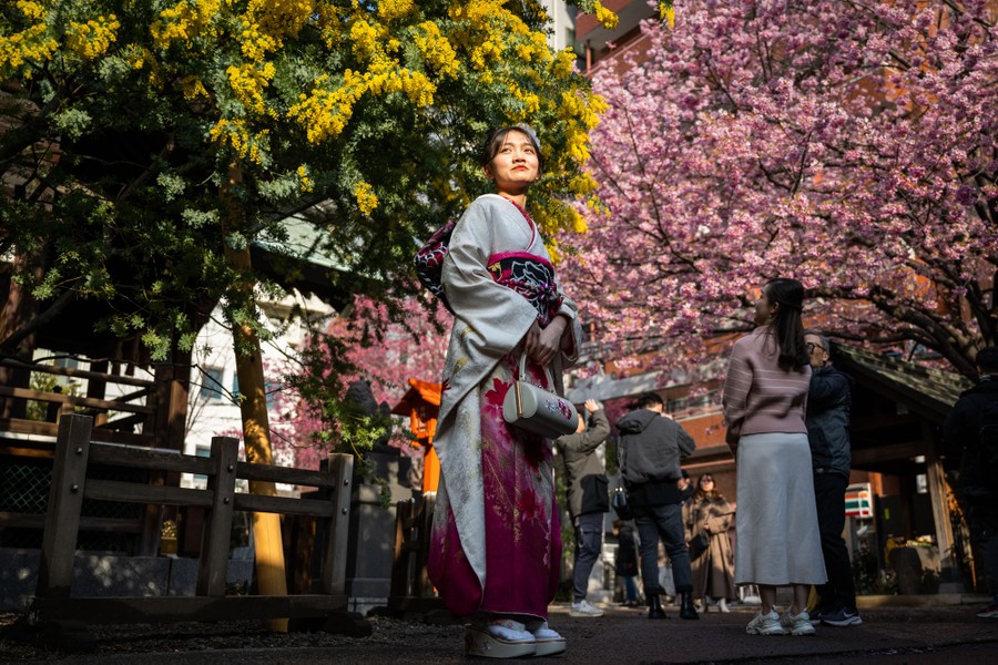 A woman in Kimono poses in front of mimosa and cherry blossom trees.