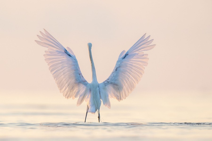 A white-morph reddish egret extends its wings while standing in shallow water.