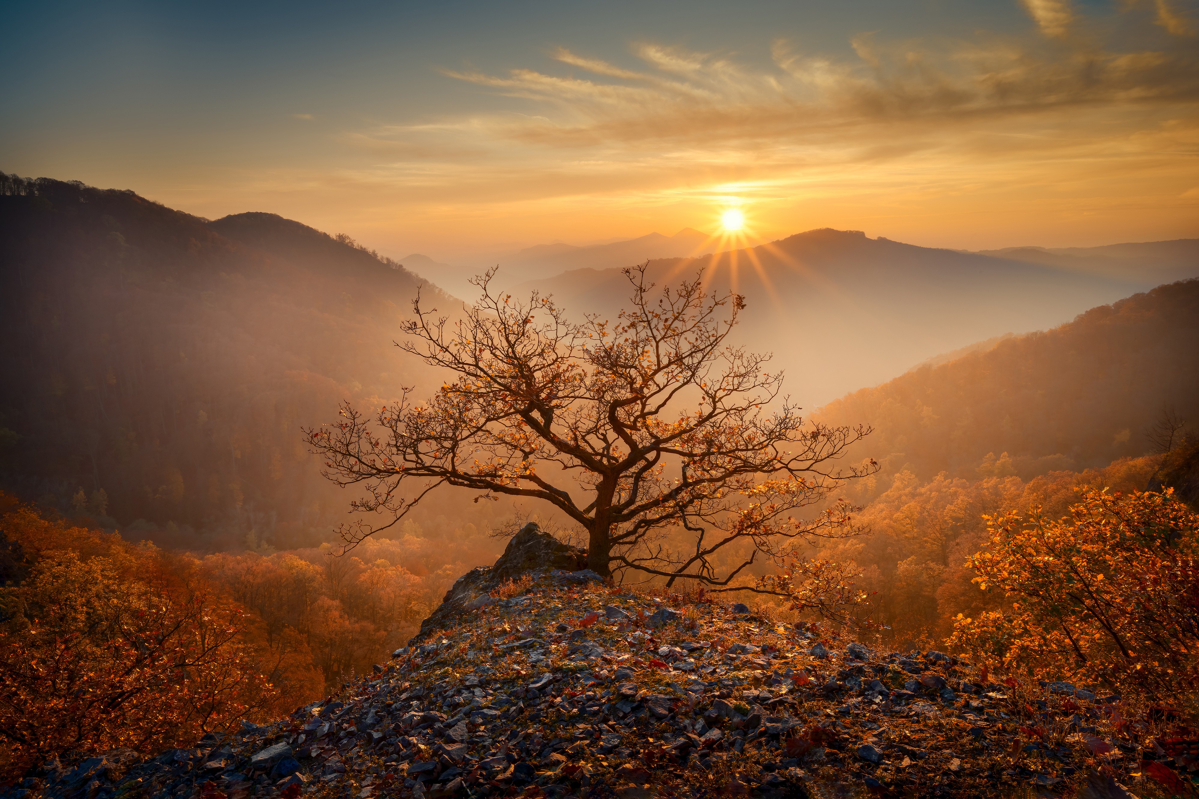 A small bare tree stands prominently in a mountain landscape.