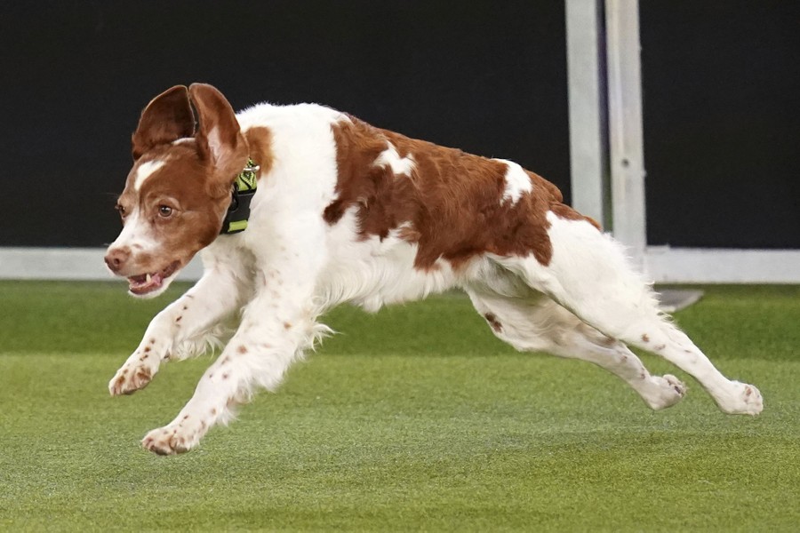 A dog runs through an agility course.