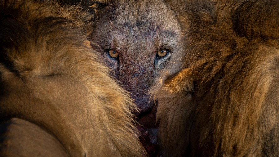 Le visage d'un lion, ensanglanté en se nourrissant, appuyé contre deux autres lions de chaque côté.