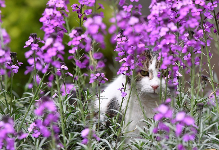 A cat sits among purple flowers.