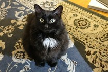 A photo of Carla, a black cat with tufts of white fur