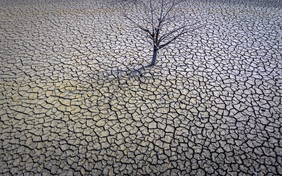 A bare tree stands in the cracked bed of a dry reservoir.
