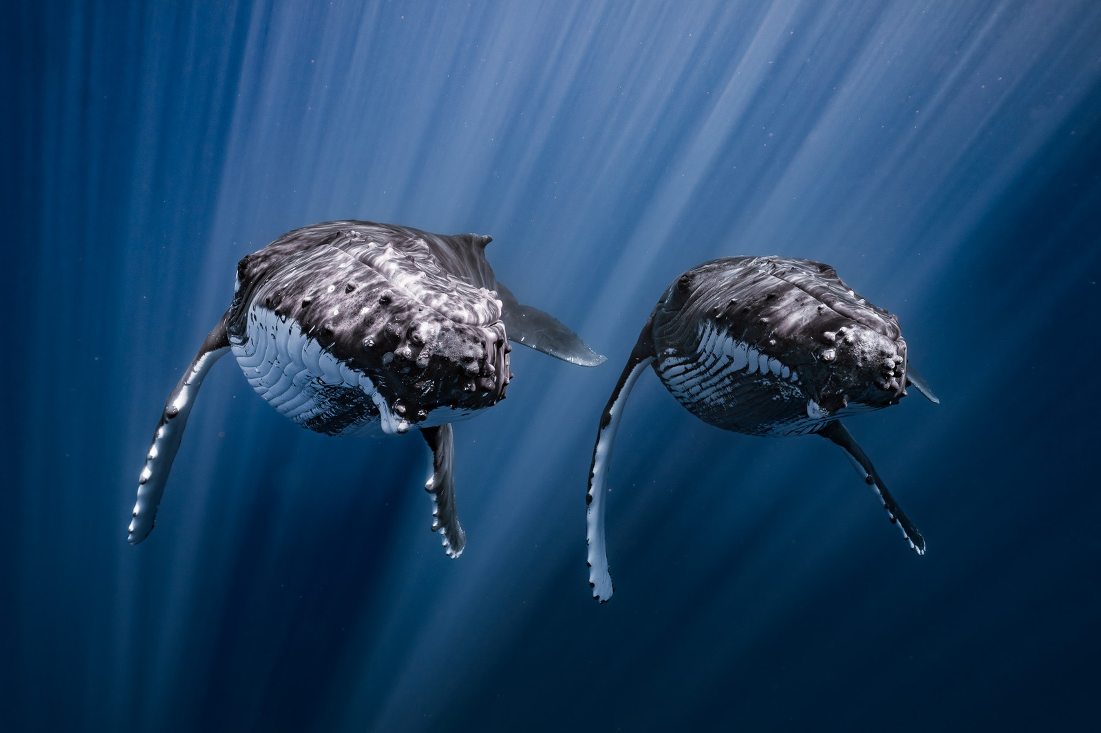Two humpback whales, seen underwater, swimming side-by-side in very similar postures, surrounded by many rays of sunlight reaching into the darker water beyond.