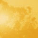 Leaves against the sunlight, with a yellow tint over the entire image