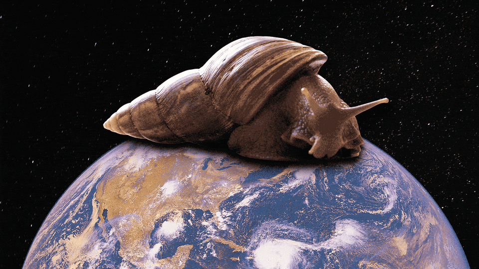 The Invasive Threat of Giant African Land Snails | HN Digest