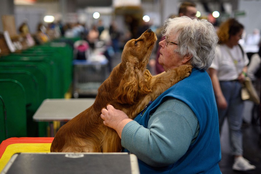 A woman cuddles her cocker spaniel as it sits on a table in front of her.