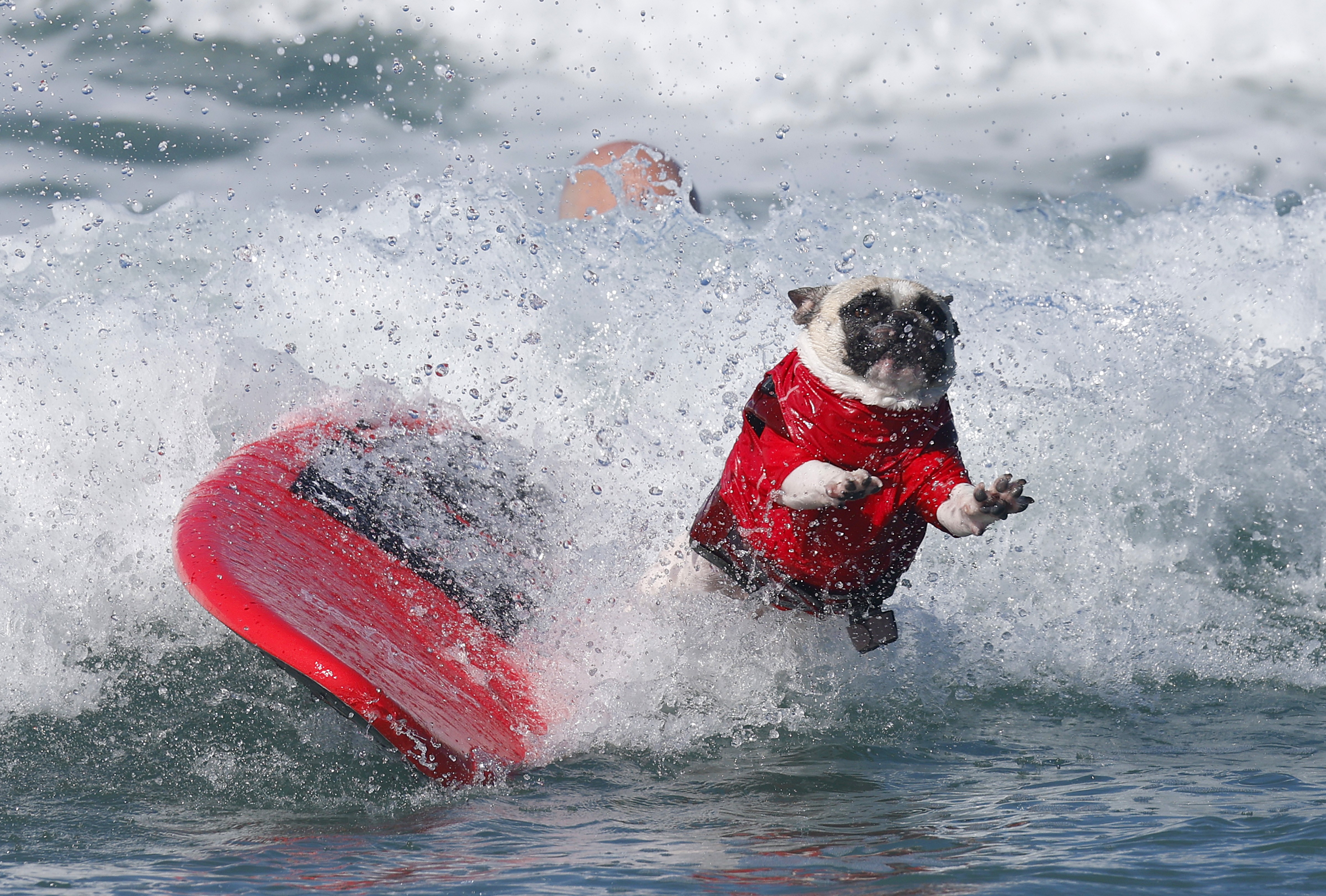 A small dog leaps from a surfboard in a small crashing wave.