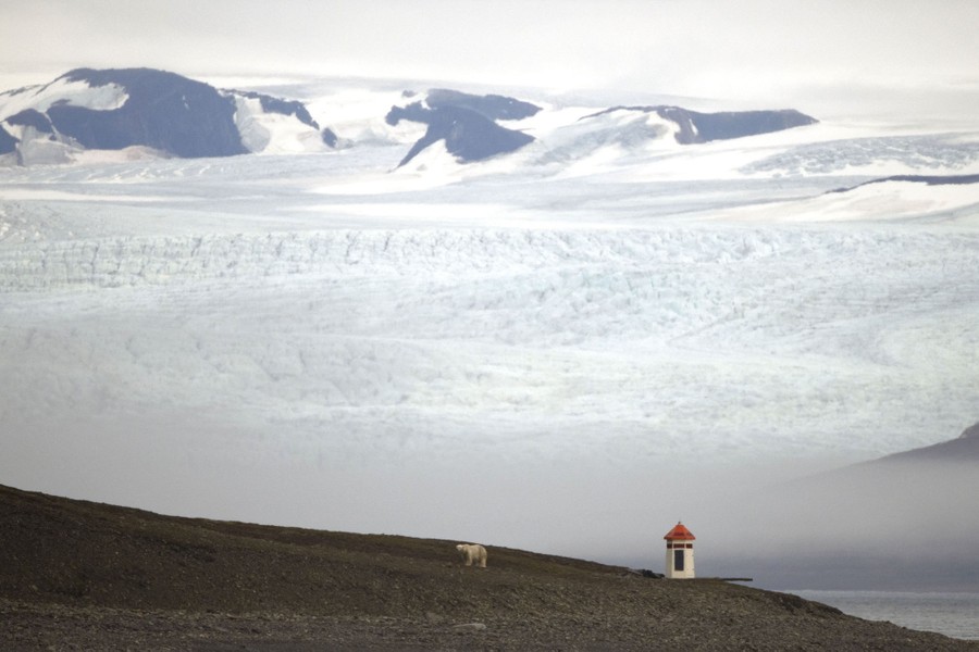 A distant view of a polar bear walking a rocky shoreline with an enormous glacier taking up the entire background.