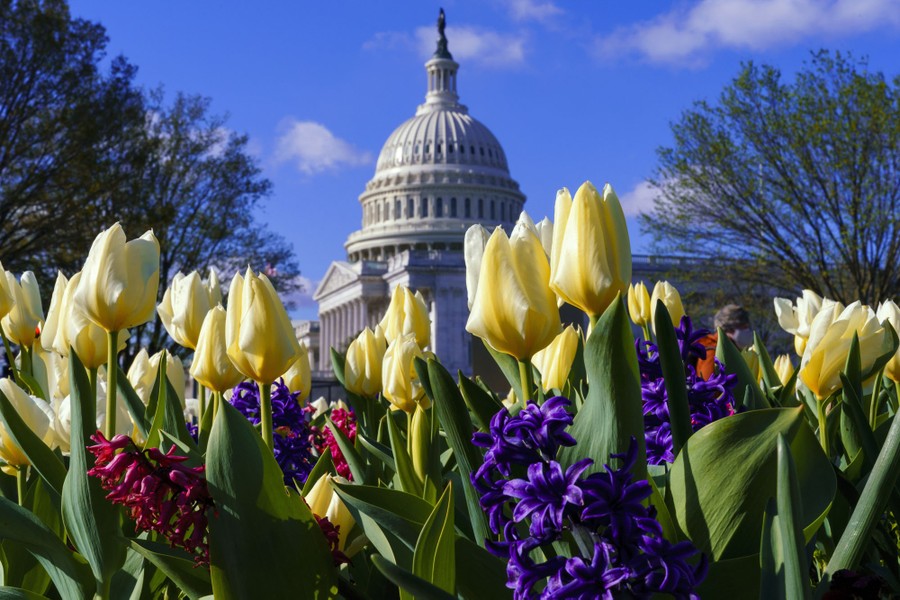 Photos: April Blooms—Spring Is on the Way - The Atlantic