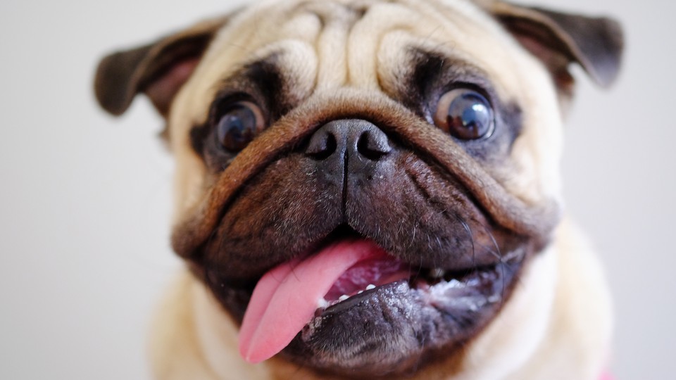 Pug with tongue hanging out of mouth