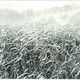 A black and white photograph of thick, tall, grasses in a field