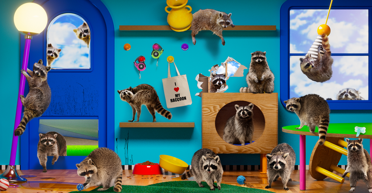 Are Raccoons Evolving Into Pets?