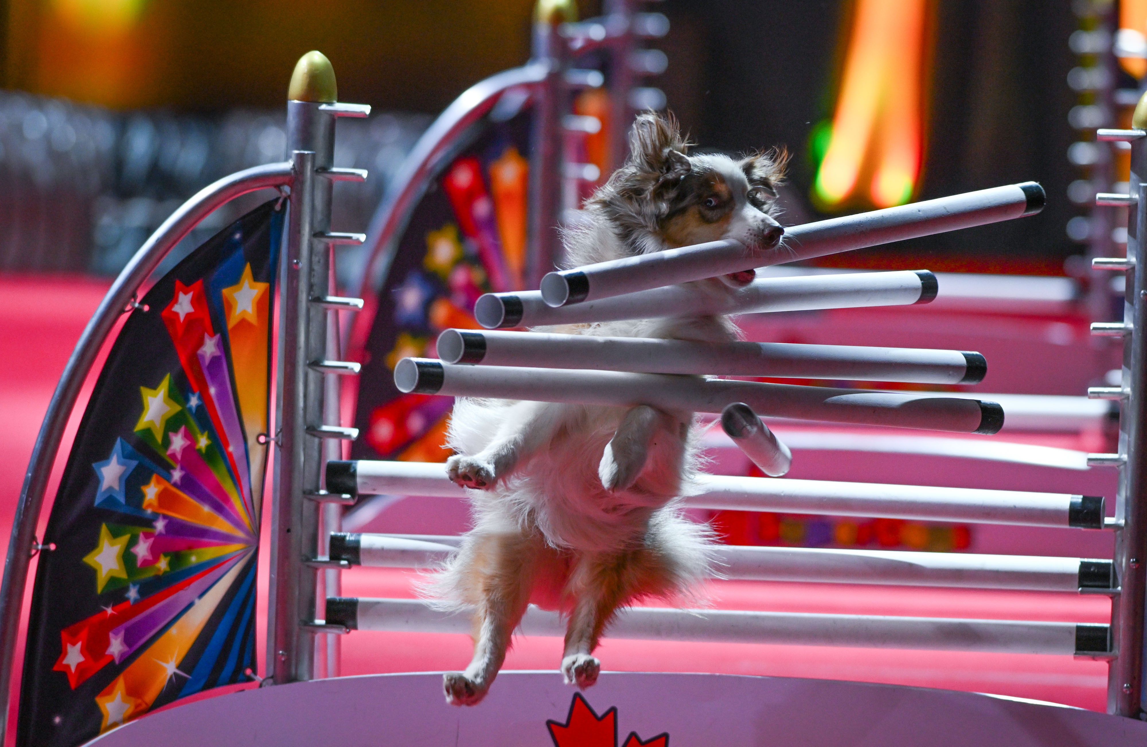 A dog crashes through a barrier during an obstacle run.