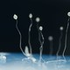 Dictyostelium discoideum