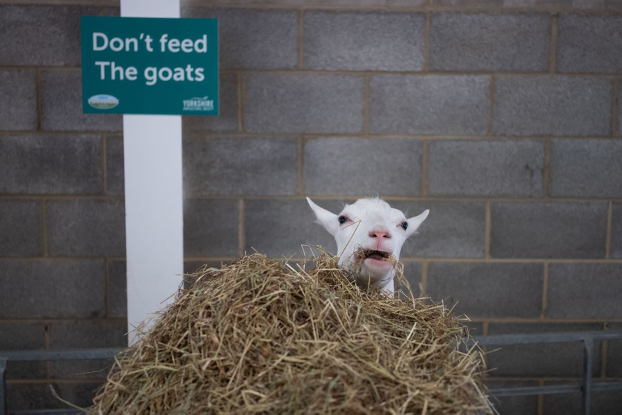 A goat munches on a pile of hay, standing just below a sign that reads "Don't feed the goats."