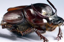 A taurus scarab