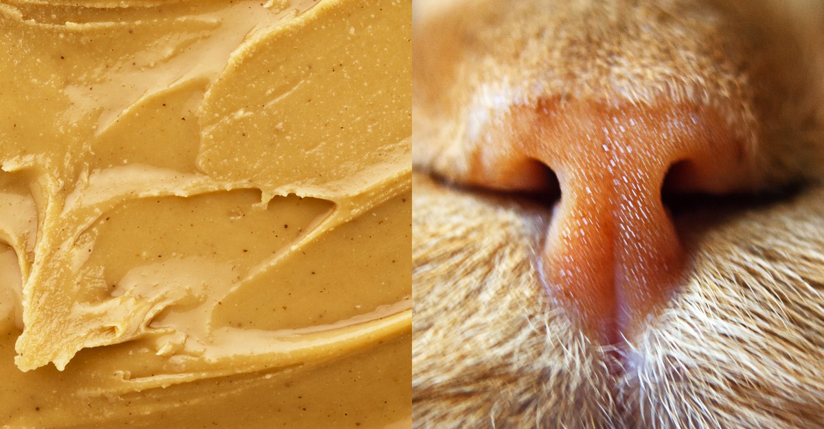 Peanut Butter Is a Liquid. So Are Cats and Sleeping Babies. The