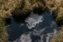 the night sky reflected in water surrounded by shrubs