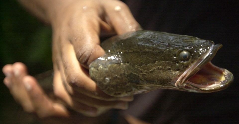 A Snakehead #39 s Less Than Elegant Move From Water to Land The Atlantic