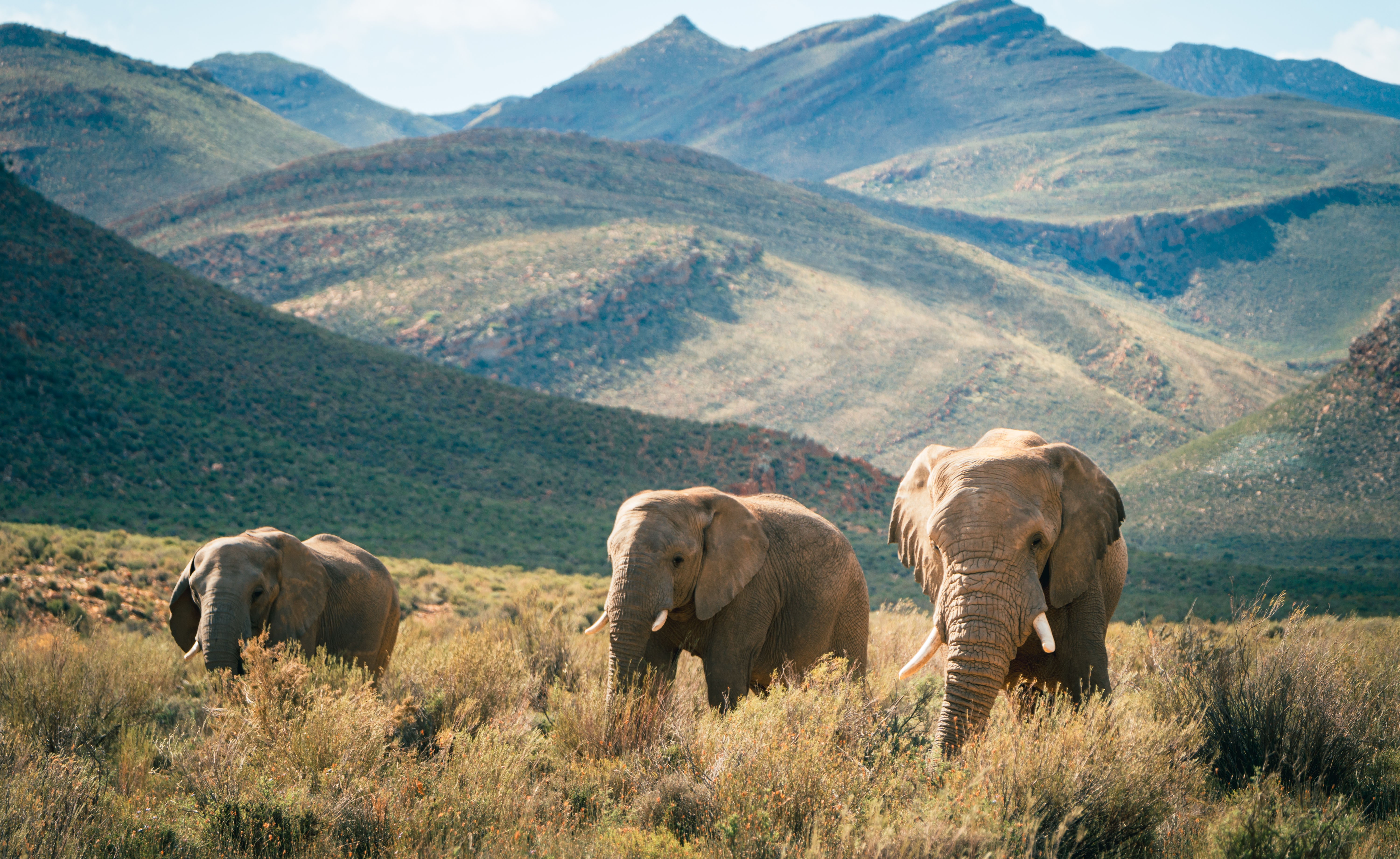 Three elephants forage in front of distant mountains.