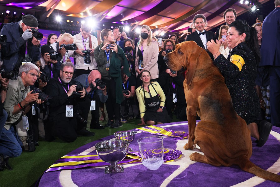 A bloodhound and its handler sit beside their trophies, surrounded by photographers.